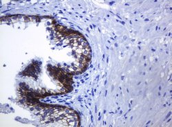 CDH1 Mouse anti-Human, Clone: OTI4F1, lyophilized, TrueMAB 100 &mu;g; Unconjugated:Antibodies,