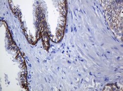 CDH1 Mouse anti-Human, Clone: OTI4F1, lyophilized, TrueMAB 100 &mu;g; Unconjugated:Antibodies,