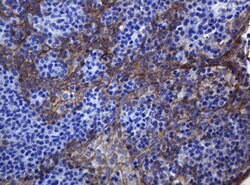 CDH1 Mouse anti-Human, Clone: OTI4F1, lyophilized, TrueMAB 100 &mu;g; Unconjugated:Antibodies,