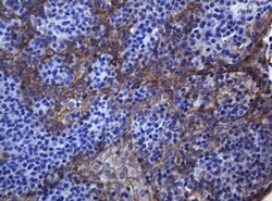 CDH1 Monoclonal Antibody (OTI4F1), TrueMAB , OriGene 100 &mu;L; Unconjugated:Antibodies,