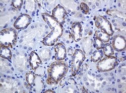CDH1 Mouse anti-Human, Clone: OTI4F1, lyophilized, TrueMAB 100 &mu;g; Unconjugated:Antibodies,