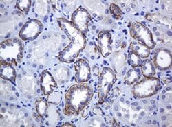 CDH1 Monoclonal Antibody (OTI4F1), TrueMAB , OriGene 100 &mu;L; Unconjugated:Antibodies,