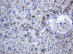 CDH1 Monoclonal Antibody (OTI4F1), TrueMAB , OriGene 100 &mu;L; Unconjugated:Antibodies,