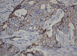 CDH1 Monoclonal Antibody (OTI1G1), TrueMAB , OriGene 100 &mu;L; Unconjugated:Antibodies,
