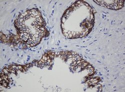 CDH1 Monoclonal Antibody (OTI1G1), TrueMAB , OriGene 100 &mu;L; Unconjugated:Antibodies,