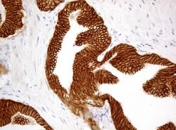 CDH1 Monoclonal Antibody (OTI3C11), TrueMAB , OriGene 100 &mu;L; Unconjugated:Antibodies,