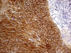 CDH1 Monoclonal Antibody (OTI3C11), TrueMAB , OriGene 100 &mu;L; Unconjugated:Antibodies,