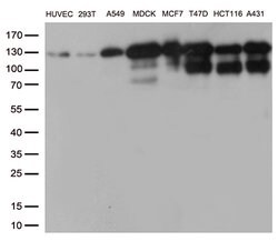 CDH1 Mouse anti-Canine, Human, Clone: OTI1F3, lyophilized, TrueMAB 100