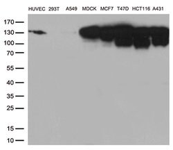 CDH1 Monoclonal Antibody (OTI4F1), TrueMAB , OriGene 100 &mu;L; Unconjugated:Antibodies,