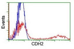 CDH2 Monoclonal Antibody (OTI3B10), TrueMAB , OriGene 100 &mu;L; Unconjugated:Antibodies,