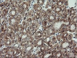 CDH2 Monoclonal Antibody (OTI3B10), TrueMAB , OriGene 100 &mu;L; Unconjugated:Antibodies,