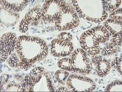 CDH2 Mouse anti-Canine, Human, Mouse, Clone: OTI2G7, liquid, TrueMAB 30