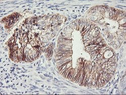 CDH2 Mouse anti-Canine, Human, Mouse, Clone: OTI2G7, lyophilized, TrueMAB