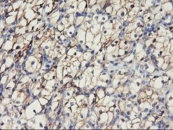 CDH2 Mouse anti-Canine, Human, Mouse, Clone: OTI2G7, lyophilized, TrueMAB