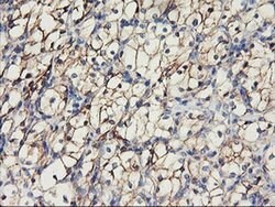 CDH2 Mouse anti-Canine, Human, Mouse, Clone: OTI2G7, liquid, TrueMAB 30