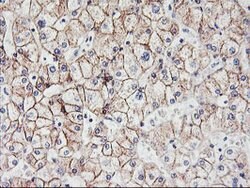 CDH2 Mouse anti-Canine, Human, Mouse, Clone: OTI2G7, lyophilized, TrueMAB