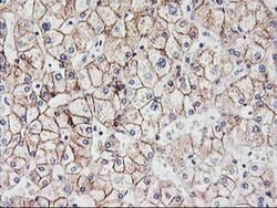 CDH2 Mouse anti-Canine, Human, Mouse, Clone: OTI2G7, liquid, TrueMAB 30