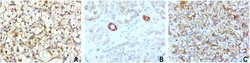CDH2 Mouse anti-Human, Clone: UMAB23, lyophilized, UltraMAB 100 &mu;g;