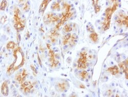 CDH2 Mouse anti-Human, Clone: UMAB23, lyophilized, UltraMAB 100 &mu;g;