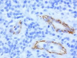 CDH2 Mouse anti-Human, Clone: UMAB23, lyophilized, UltraMAB 100 &mu;g;