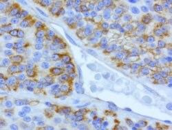 CDH2 Mouse anti-Human, Clone: UMAB23, lyophilized, UltraMAB 100 &mu;g;