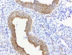 CDH2 Mouse anti-Human, Clone: UMAB23, lyophilized, UltraMAB 100 &mu;g;
