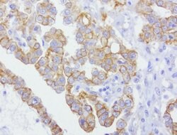 CDH2 Mouse anti-Human, Clone: UMAB23, lyophilized, UltraMAB 100 &mu;g;