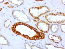 CDH2 Mouse anti-Human, Clone: UMAB23, lyophilized, UltraMAB 100 &mu;g;