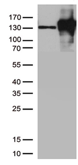 CDH2 Mouse anti-Canine, Human, Mouse, Clone: OTI2G7, liquid, TrueMAB 30