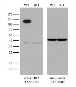 CDH2 Mouse anti-Canine, Human, Mouse, Clone: OTI2G7, lyophilized, TrueMAB