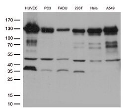 CDH2 Mouse anti-Canine, Human, Mouse, Clone: OTI2G7, lyophilized, TrueMAB