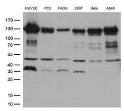 CDH2 Mouse anti-Canine, Human, Mouse, Clone: OTI2G7, liquid, TrueMAB 30