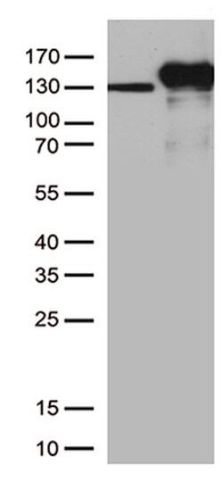 CDH2 Mouse anti-Human, Clone: UMAB23, lyophilized, UltraMAB 100 &mu;g;