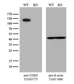 CDH2 Mouse anti-Human, Clone: UMAB23, lyophilized, UltraMAB 100 &mu;g;