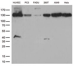 CDH2 Mouse anti-Human, Clone: UMAB23, lyophilized, UltraMAB 100 &mu;g;