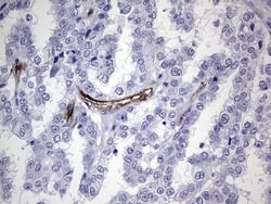 CDH4 Mouse anti-Human, Clone: OTI4F5, lyophilized, TrueMAB 100 &mu;g; Unconjugated:Antibodies,