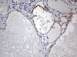 CDH4 Mouse anti-Human, Clone: OTI4F5, lyophilized, TrueMAB 100 &mu;g; Unconjugated:Antibodies,