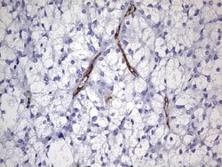 CDH4 Mouse anti-Human, Clone: OTI4F5, lyophilized, TrueMAB 100 &mu;g; Unconjugated:Antibodies,