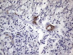 CDH4 Monoclonal Antibody (OTI6H5), TrueMAB , OriGene 100 &mu;L; Unconjugated:Antibodies,
