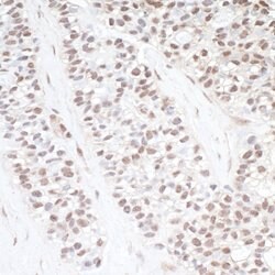 CDK11 Rabbit anti-Human, Polyclonal, Bethyl Laboratories 100 &mu;L; Unconjugated:Antibodies,