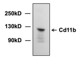 Invitrogen CDK11B Polyclonal Antibody 100 &mu;L | Buy Online | Invitrogen&trade; | Fisher Scientific