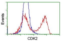 CDK2 Mouse anti-Human, Clone: OTI1C4, liquid, TrueMAB 100 &mu;L; Unconjugated:Antibodies,