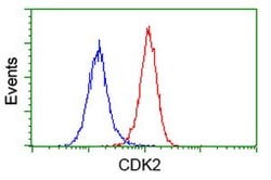 CDK2 Mouse anti-Human, Clone: OTI2F10, lyophilized, TrueMAB 100 &mu;g;