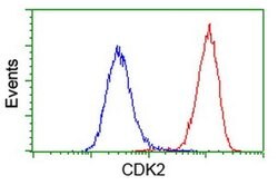 CDK2 Monoclonal Antibody (OTI1H5), TrueMAB , OriGene 100 &mu;L; Unconjugated:Antibodies,
