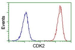 CDK2 Monoclonal Antibody (OTI1H5), TrueMAB , OriGene 100 &mu;L; Unconjugated:Antibodies,