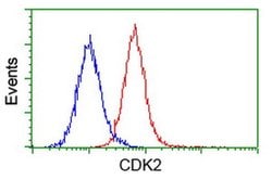 CDK2 Monoclonal Antibody (OTI4B4), TrueMAB , OriGene 100 &mu;L; Unconjugated:Antibodies,