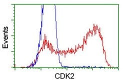 CDK2 Monoclonal Antibody (OTI6H2), TrueMAB , OriGene 100 &mu;L; Unconjugated:Antibodies,