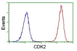 CDK2 Monoclonal Antibody (OTI1A8), TrueMAB , OriGene 30 &mu;L; Unconjugated:Antibodies,