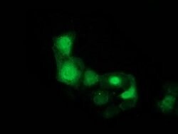 CDK2 Mouse anti-Human, Clone: OTI1C4, liquid, TrueMAB 100 &mu;L; Unconjugated:Antibodies,