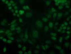 CDK2 Mouse anti-Human, Clone: OTI1C4, liquid, TrueMAB 100 &mu;L; Unconjugated:Antibodies,